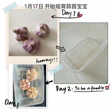 🌳我的植物朋友 ——二一班 檀勇博