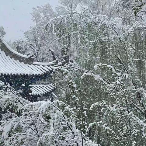 五月，邂逅一场美丽的雪