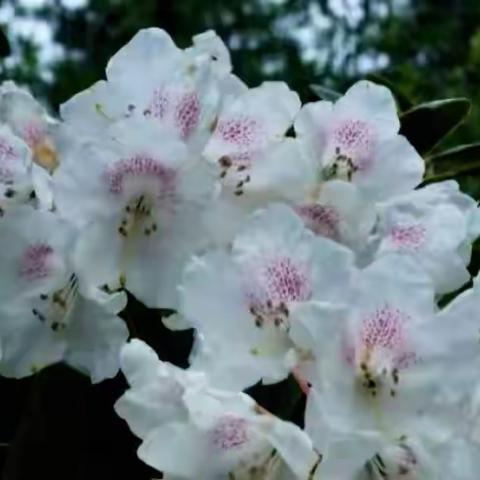 初夏，祁连深处高山杜鹃花开的灿若云錦