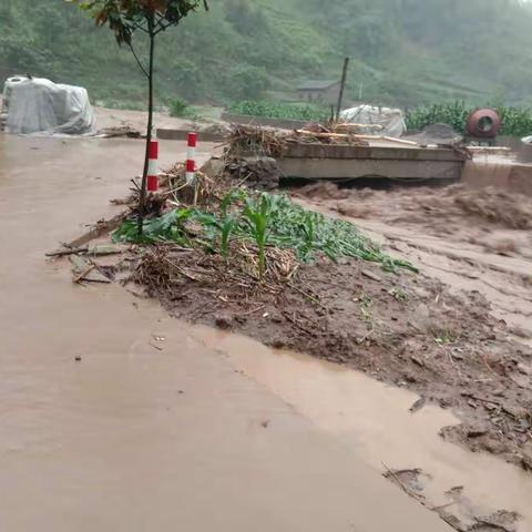 兴隆镇：水退人进，灾后重建有序