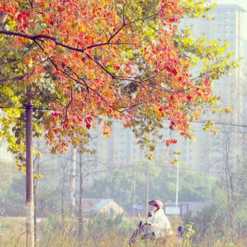 行摄滨江风景带