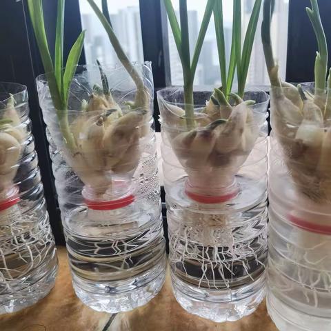 矿泉水瓶里种大蒜