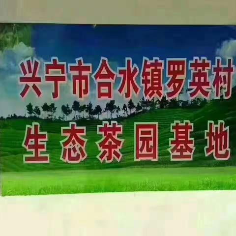 刘清福的茶园自产自销欢迎订购。17888626228。18475332089。春茶来拉，谁要的可以联