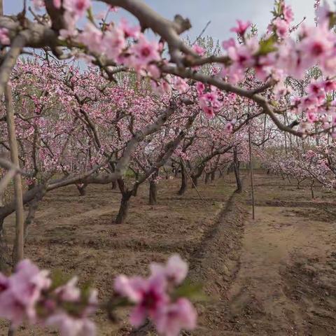 桃花依旧笑春风