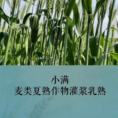 🌾小满夏意浓，万物始盈满🌾——红日实验小学小满特色作业展