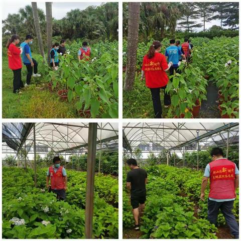 云龙镇开展非法种植制毒原植物排查铲除专项行动