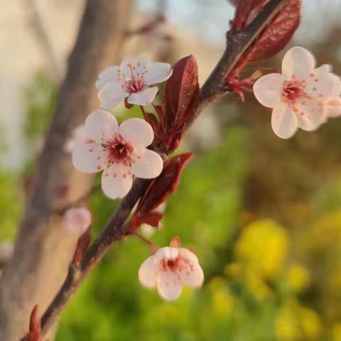 “停课不停学”   “疫”起成长 前天平完小复习篇