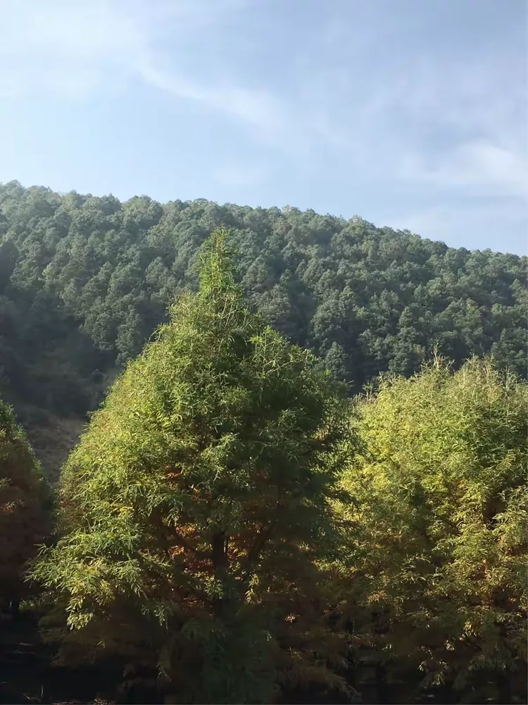 远望一层叠翠，一层橘黄。哪位画家渲染了如此画作，这位画家的本领可真了不得了。