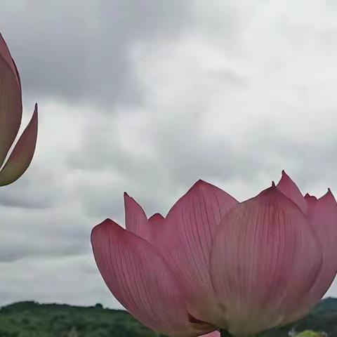 《荷·花果同时·花落莲成》