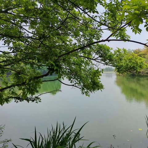 游仪征龙山森林公园 2024 4 23