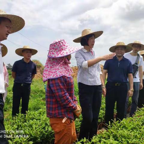 市政协主席郭燕红带队调研琼山区脱贫攻坚工作