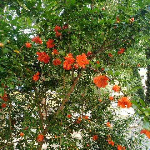 五月石榴红似火 东宋镇中美如画