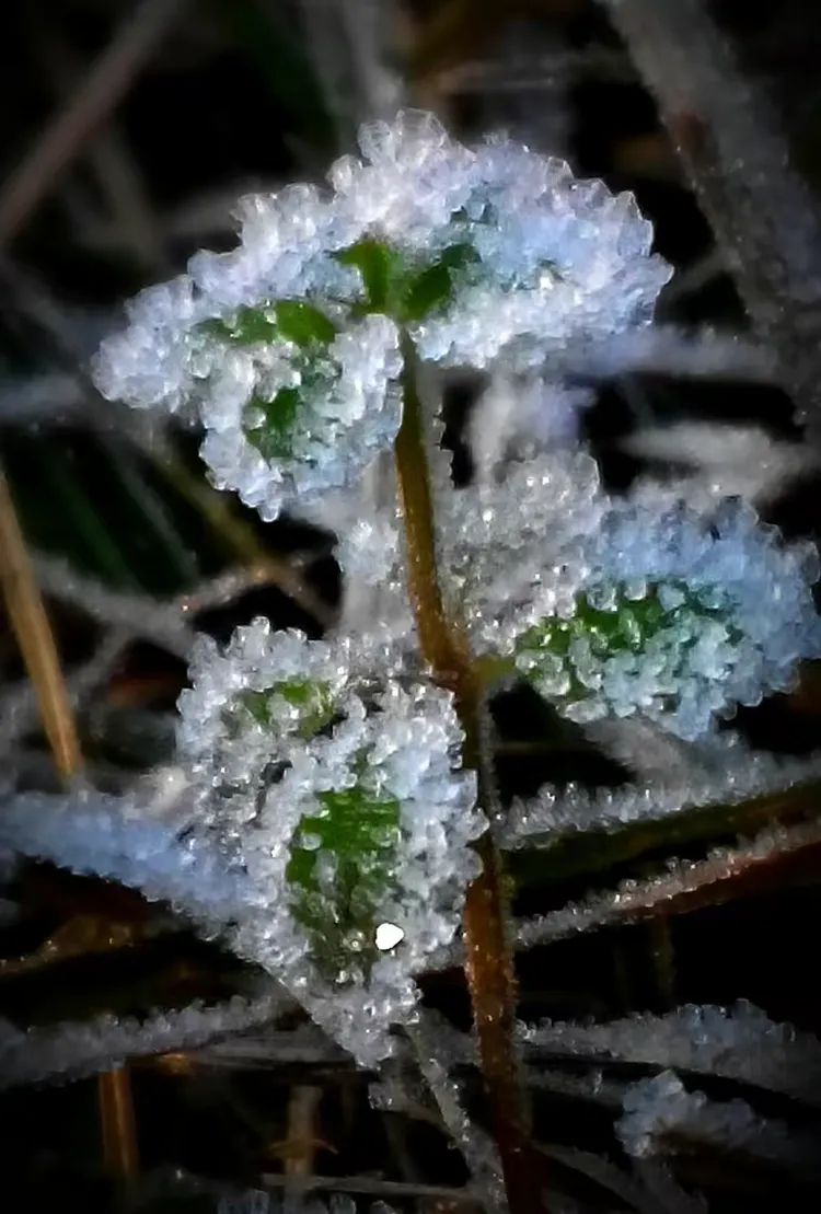 绿萼冰花图片