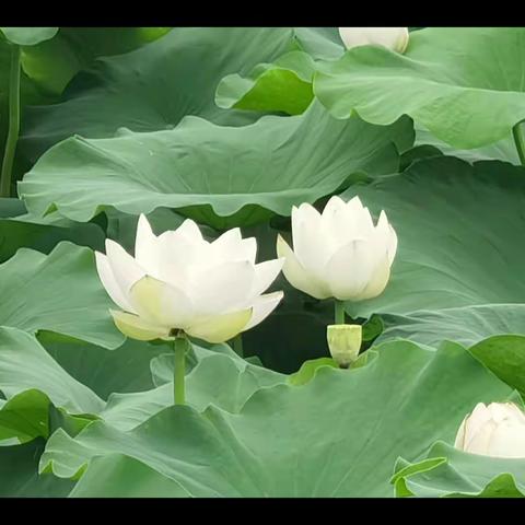 烟雨江南，四维莲盛