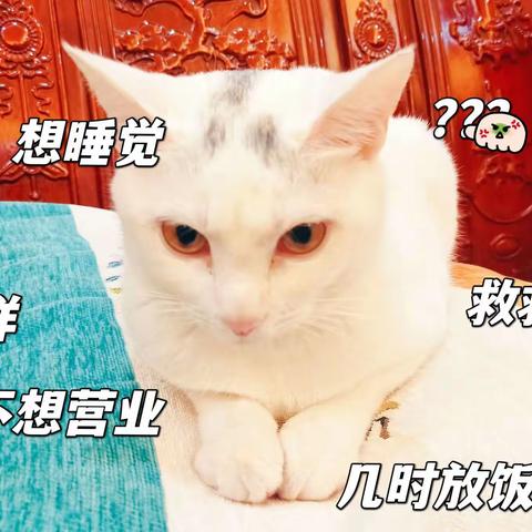 猫咪🐱🐱