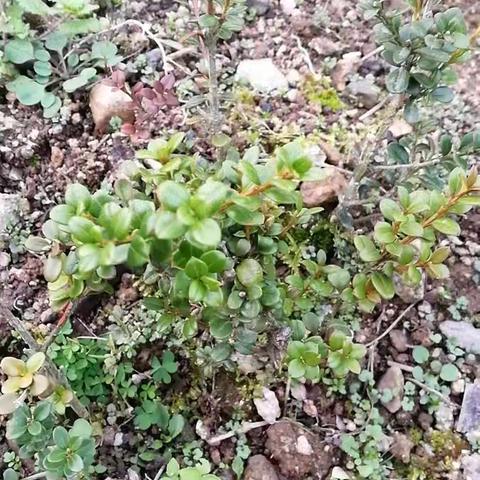 买点珍珠黄杨小苗，准备打造价值百万的盆景！