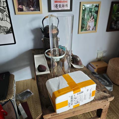 鱼与水培植物共生实验