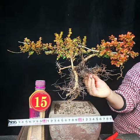 已养死60余棵云南珍珠黄杨下山桩，最后一次买，再养不活以后再也不碰六盘水的珍珠黄杨了！