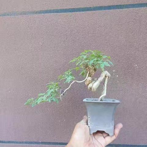 朋友的黄荆盆景，你最喜欢哪个？