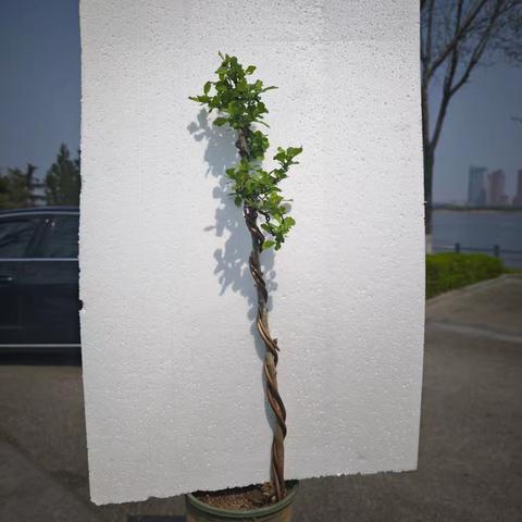 直杆文人树、母子树和丛林盆景区别，用一盆演示清楚！