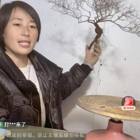 网购黄荆下山桩，看看能不能种活？