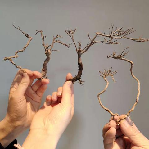 微拍堂拍了几棵黄荆和黄栌