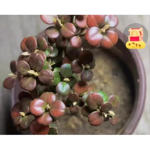 苹果页珍珠黄杨，太漂亮太美！