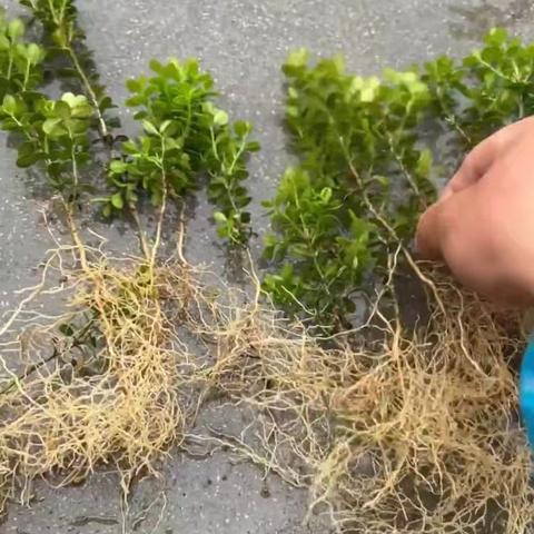 朋友的珍珠黄杨籽播苗扦插苗和熟桩，这个买了种上，放办公桌或者院子里，不神气嘛！