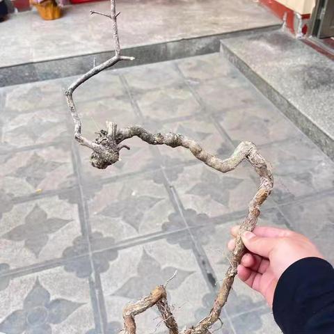 去南太行山玩，买了两颗黄荆，看看能不能打造成价值百万的盆景？