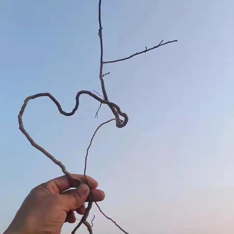 在闲鱼上买了一颗南太行的黄栌，还有一棵不知名的树。练练手准备打造成价值百万的盆景