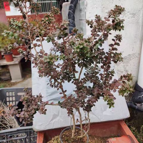 种一棵树最好的时间是十年前，其次是现在！这棵万佛山的珍珠黄杨，我要将它打造成价值百万的盆景！