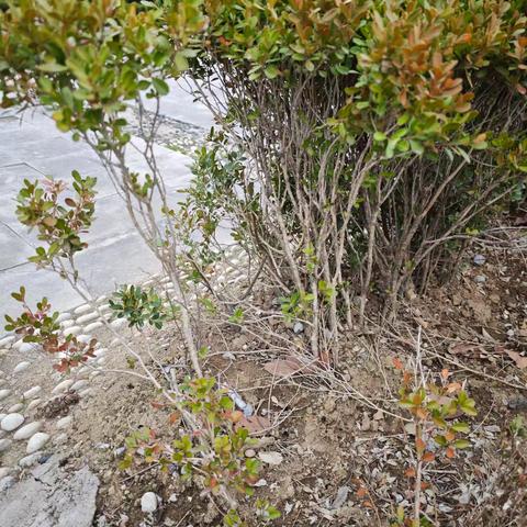 用黄杨，做文人树，准备工作开启！