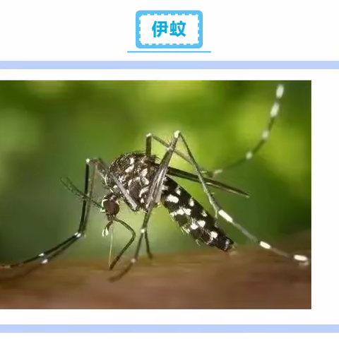 【健康指南】做好秋冬防蚊，预防登革热——翠小和乐幼儿园