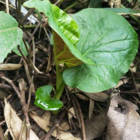 野菜是春的代表