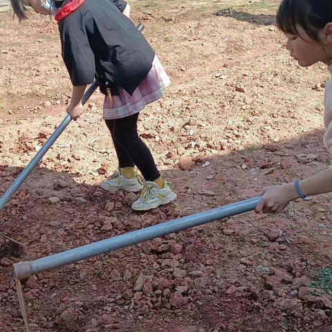 我劳动，我快乐——记西燕小学“劳动实践基地”