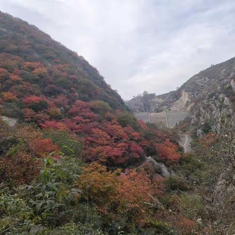 霜叶红于二月花：二零二零年十月十八日嵩山井沟行