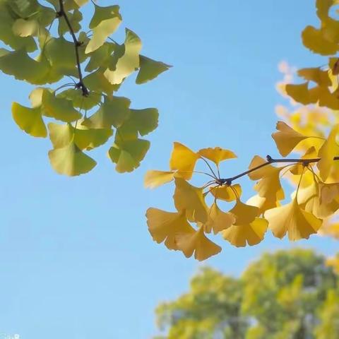 寒露：寒露生凉意，晚秋润心田