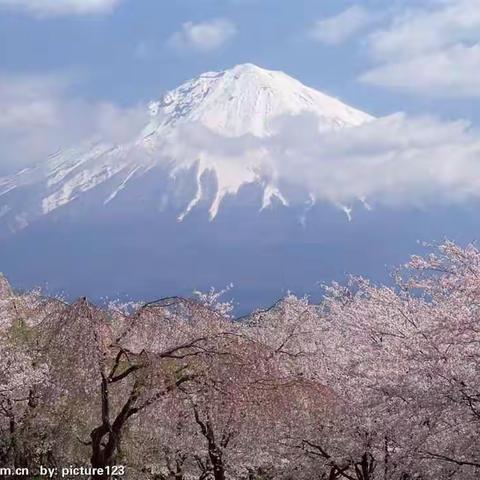 白雪幼教大大一班美术作品～富士山下的樱花