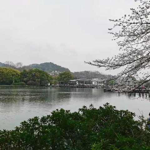 西湖美景之--曲苑风荷