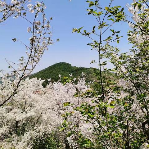 杭州樱花园—樱花满山浪漫无限！