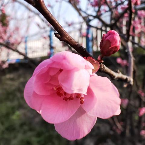 美丽的春天悄然而至，满树的樱花开的好热闹，开的好俏丽呀！公园里到处是柳绿花红，一片生机盎然的景象。