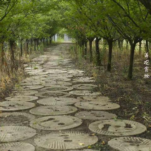 即墨天鹅湖荷花观光园