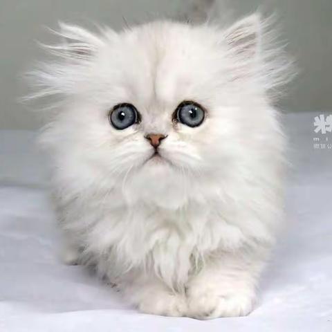 康贝儿金林碧水幼儿园中班组——美术《猫王国的选美比赛》