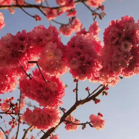 不错过春天🌱🌱🌱，也不错过你🌸🌸🌸——永胜县幼儿园苗苗三班春游活动