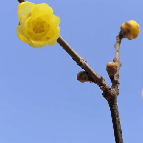一任群芳妒