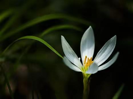 纤纤葱兰  陌上花开