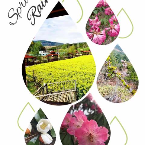 百花齐放聚滇源 匠心执教竞风采