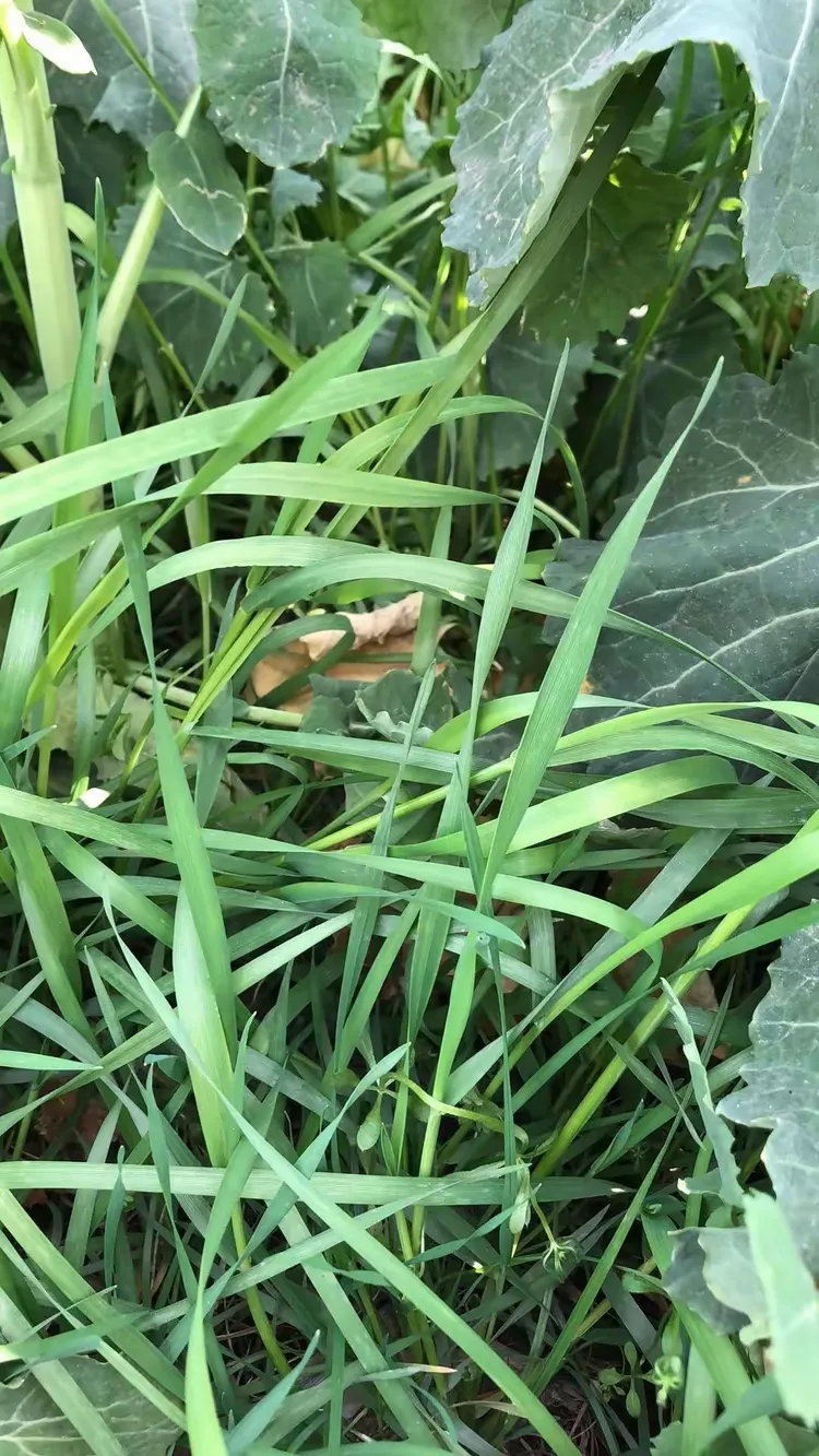 小青草，它可是🐷🐂🐑小鸡小鹅的最爱，一片嫩绿的青草地常会误认为是不是人家种的麦地哦，就像有人看到一畦