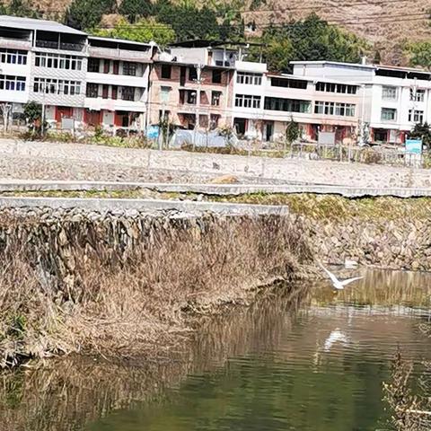 河道水清了，白鹭频现身