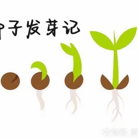 金石新城幼儿园小班《种子🌱发芽记》